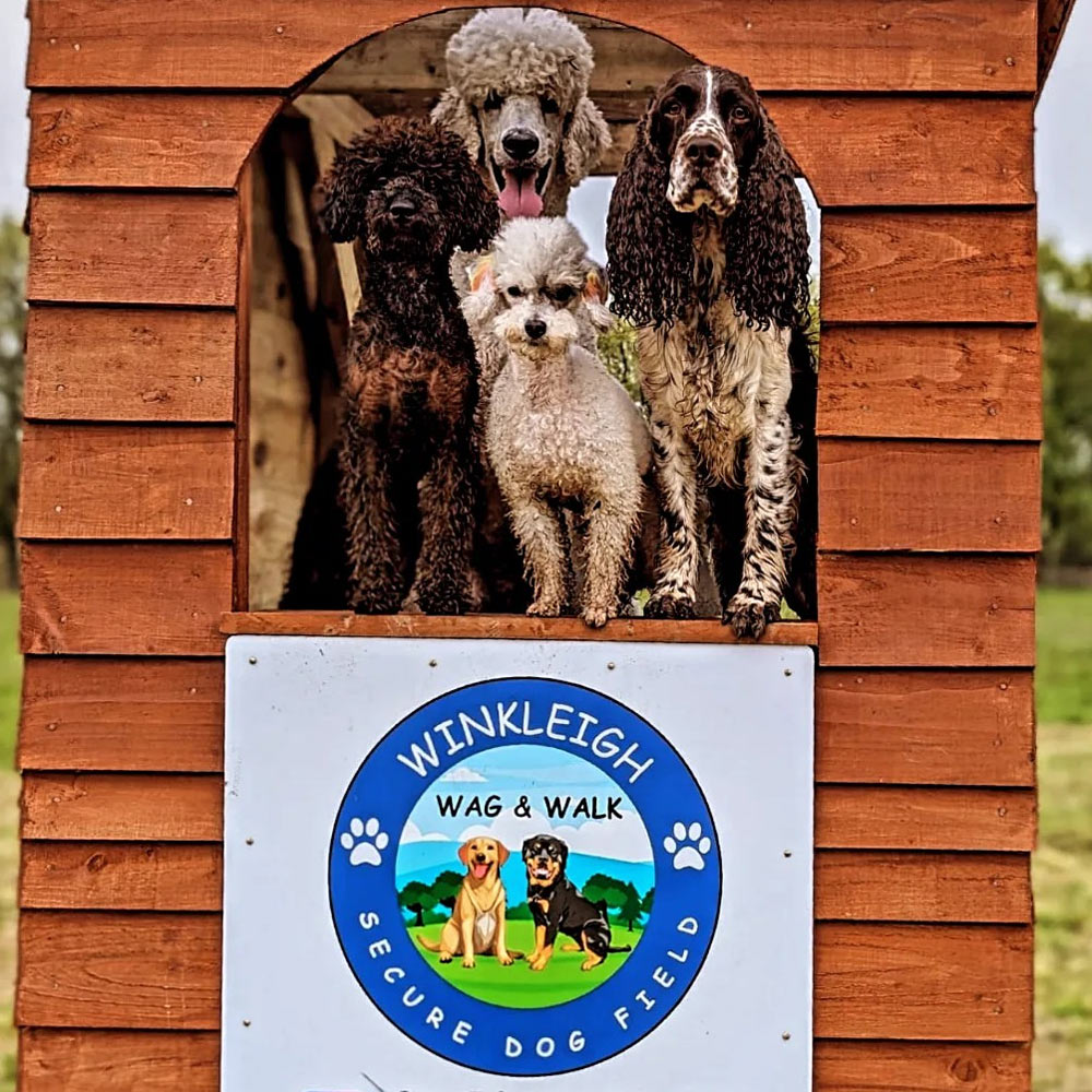 Winkleigh wag and walk gallery photo