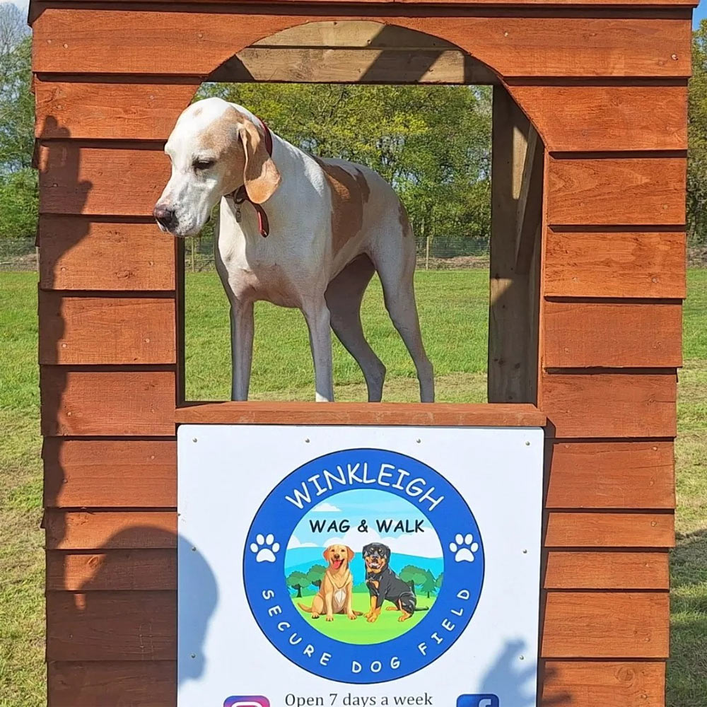 Winkleigh wag and walk gallery photo